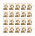 2011 Wedding Rose Forever First Class Postage Stamps image 0